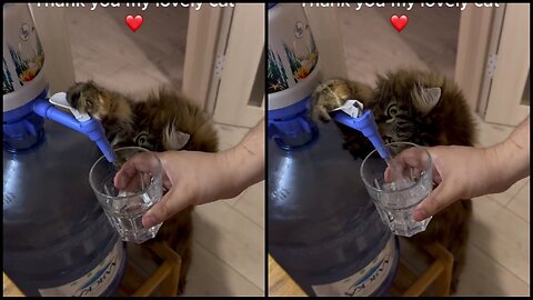 Highly trained cat served me fresh water