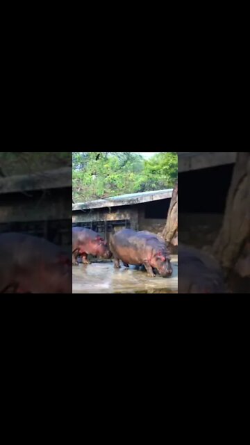 Hippopotamus Sounds #Shorts 🔊
