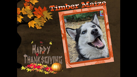 My Husky, My Best Friend - Thanksgiving 2022