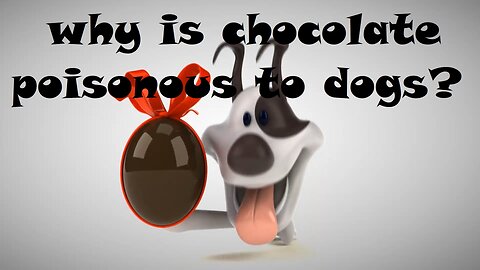 Why is chocolate poisonous to dogs?