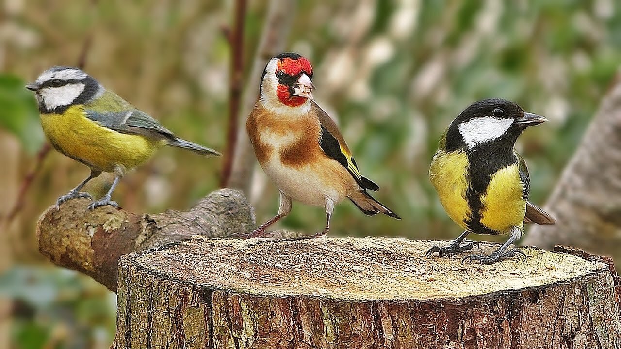 Robin Bird Forest | Bird Forest of Robin |