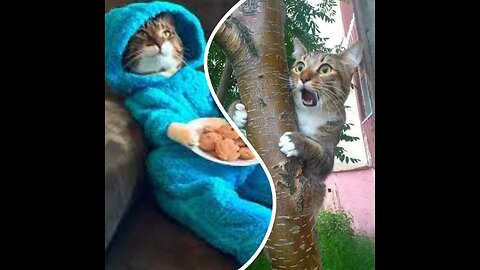 Many Funny Cats Videos