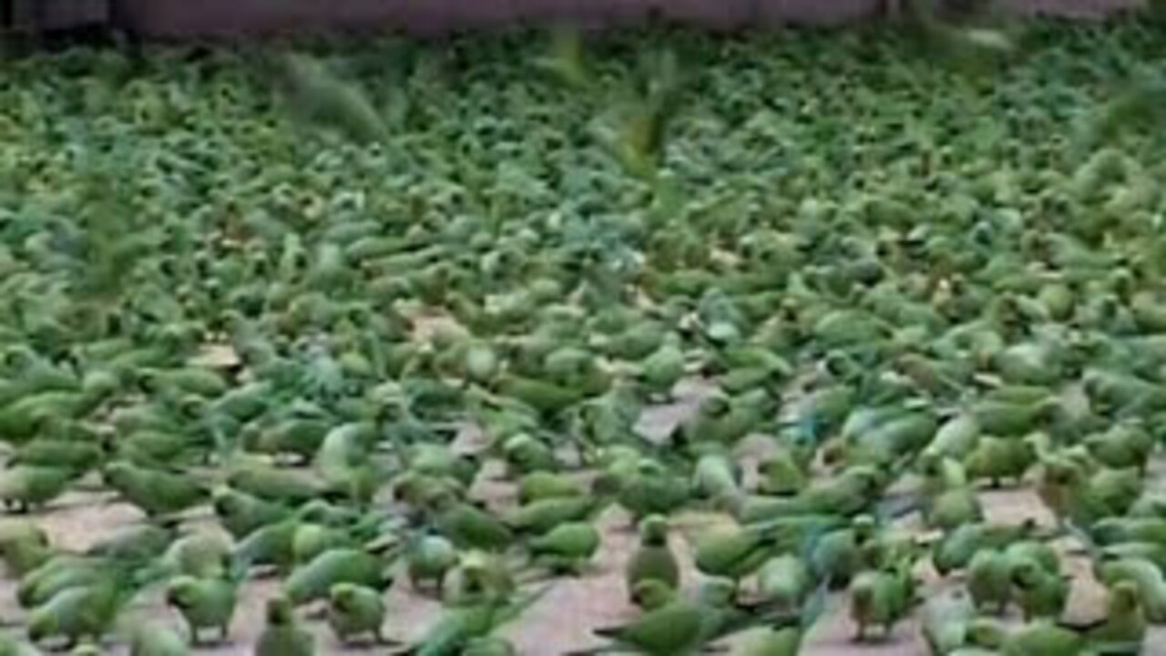 The Man Feed the Food in Wild Parrots