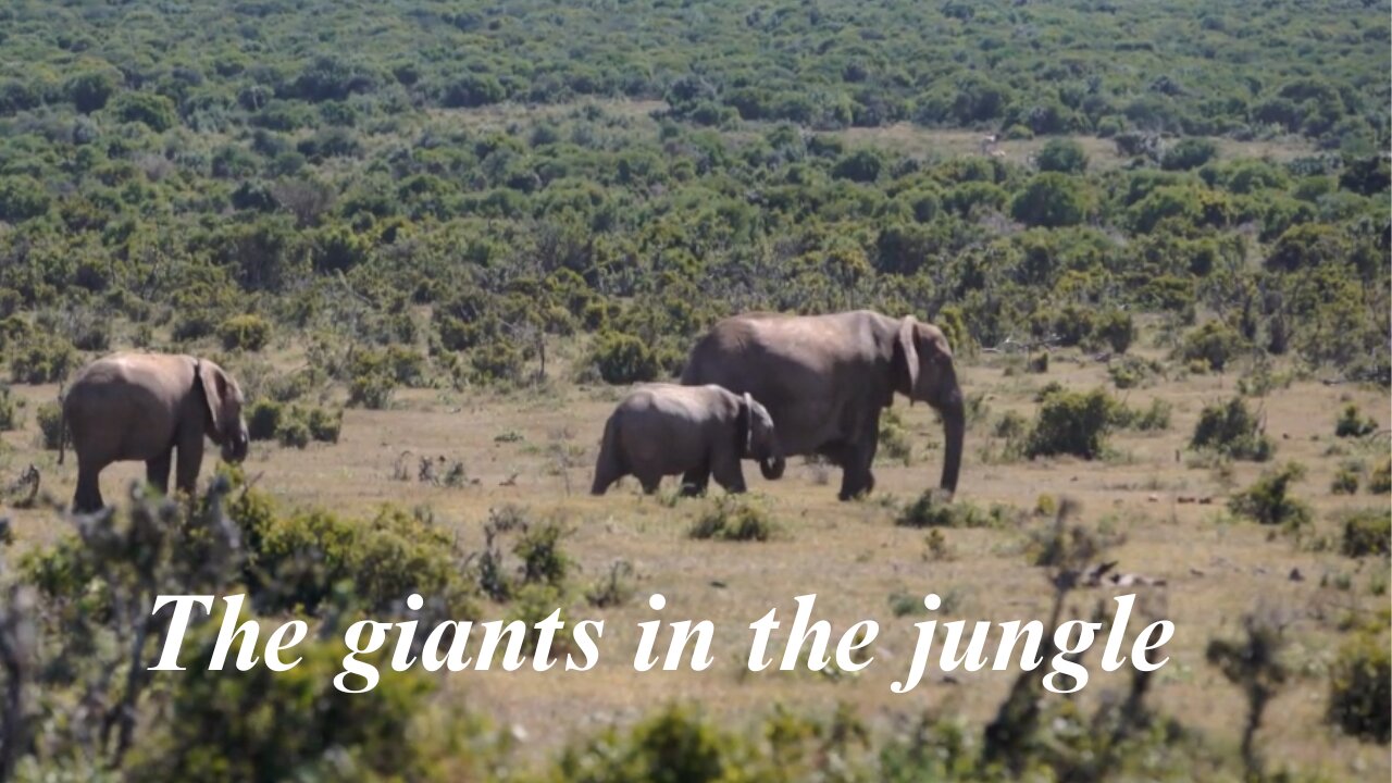 African giant Elephants in the Jungle