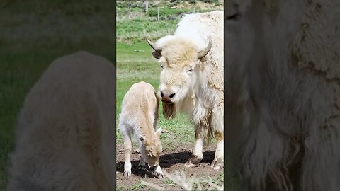 Albino Bison #shorts #short