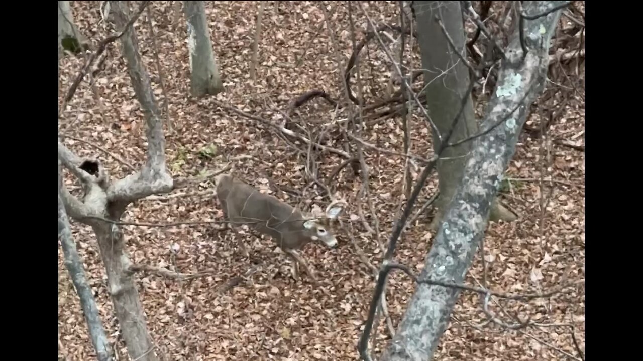 Upstate NY Bowhunting - A 2024 Buck In 2023 -November 13