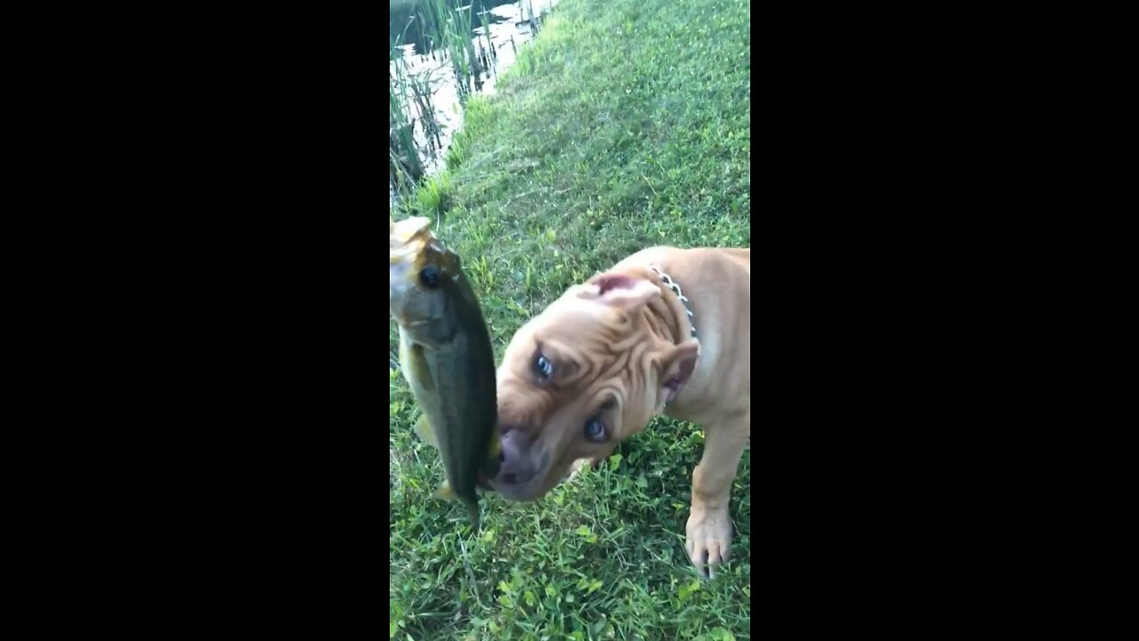 CUTEST Pit Bull puppy “play fighting” his first bass 🦁🐟😆