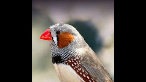 zebra finches