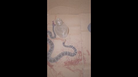 Shot snake but not before it killed my cat