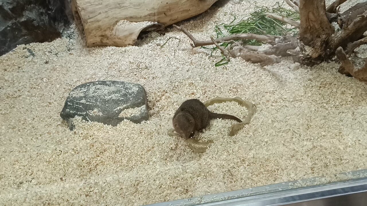 Small Mongoose at Ueno Zoo