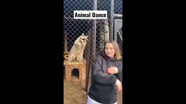 Funny animals dance