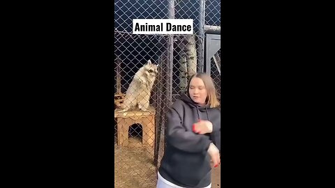 Funny animals dance