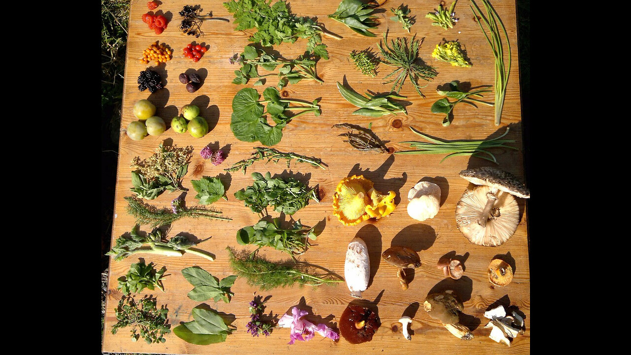 DISCOVER THE FORAGER'S GUIDE TO WILD FOODS