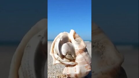 Hermit Crab wakes up