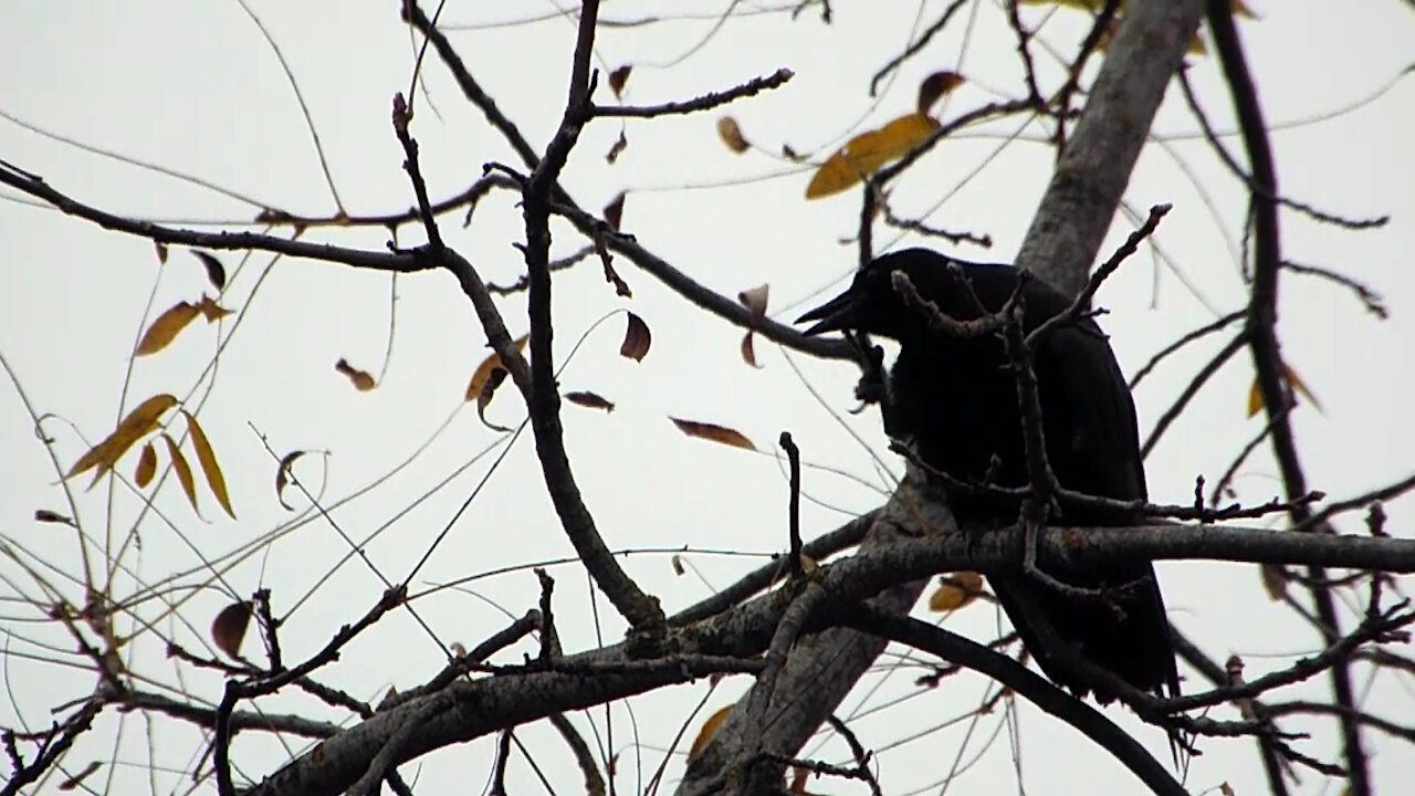 American Crow