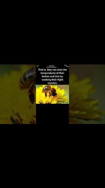 Bees have a natural warming technique #bee #shorts