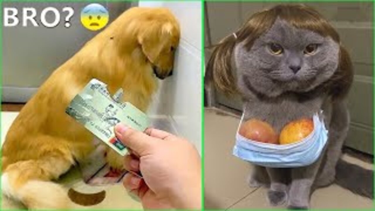 Best Funny Animals Video 2022 - Newest Cats😹 and Dogs🐶 Videos of the Week!