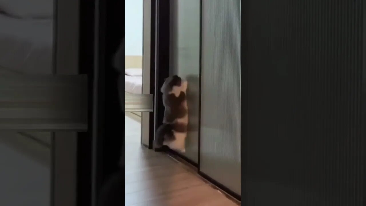 Cat is jumping funny #shorts #cat