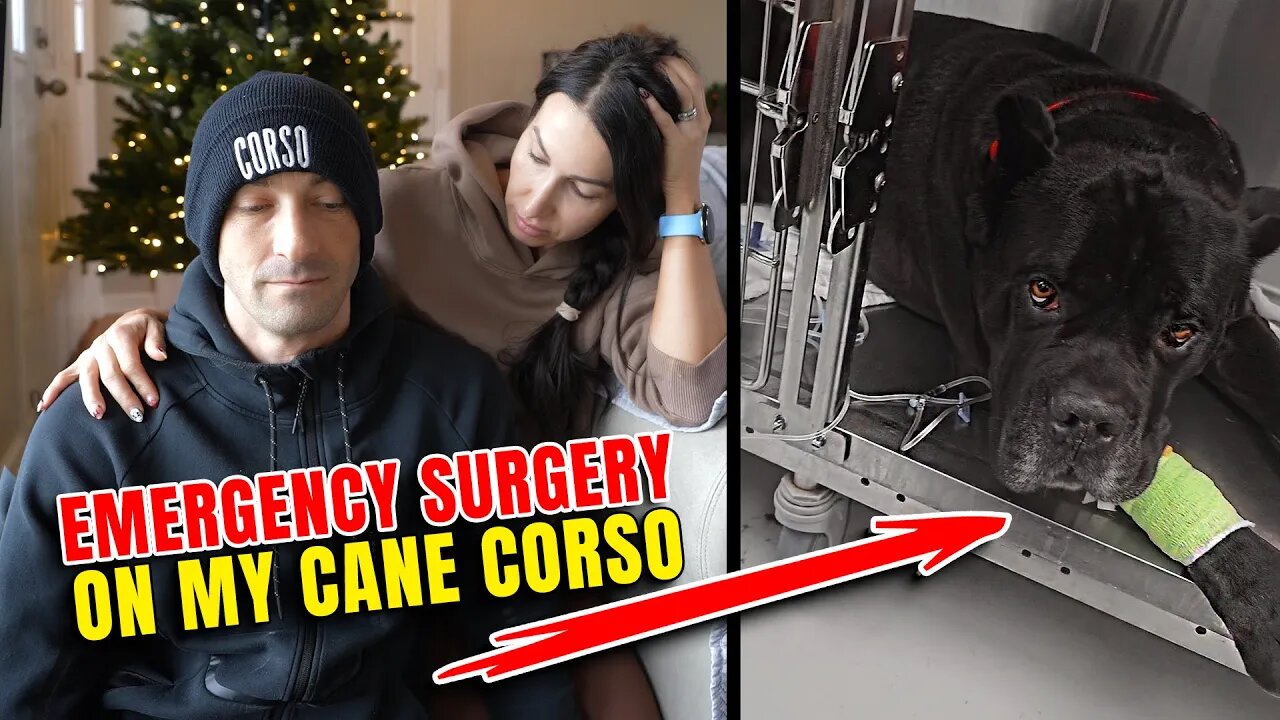 EMERGENCY SURGERY On My Cane Corso #canecorso #dog