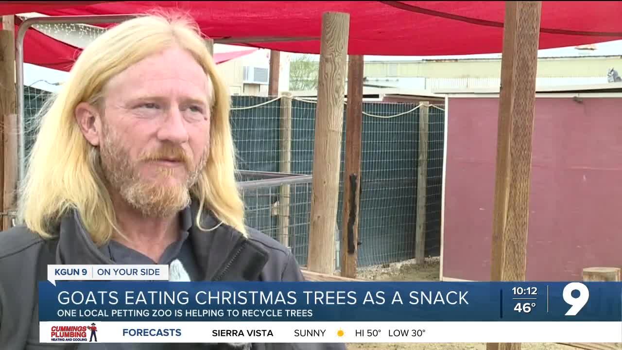 Tucson goats snack on discarded Christmas trees to recycle