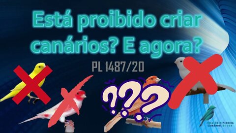 Está proibido criar canários? E agora???