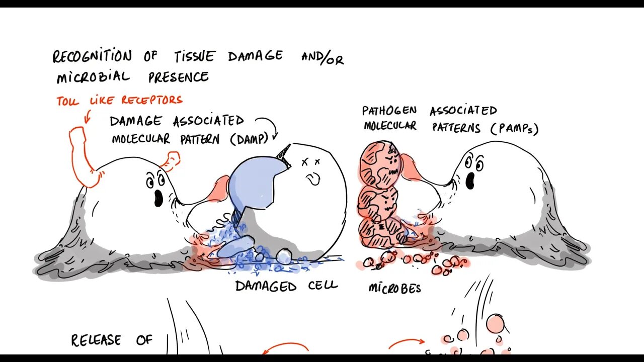 What Does Chronic Inflammatory State Mean? (Lecture 1)