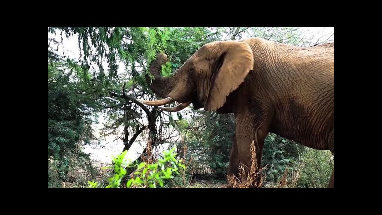 breaking down हाथी tree in जंगल