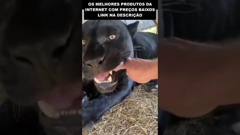 dando um franguinho pro gatinho