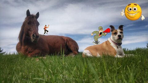 Dog Sneaks up on Sleeping Horse to Befriend & Drink Together 🍻🍺