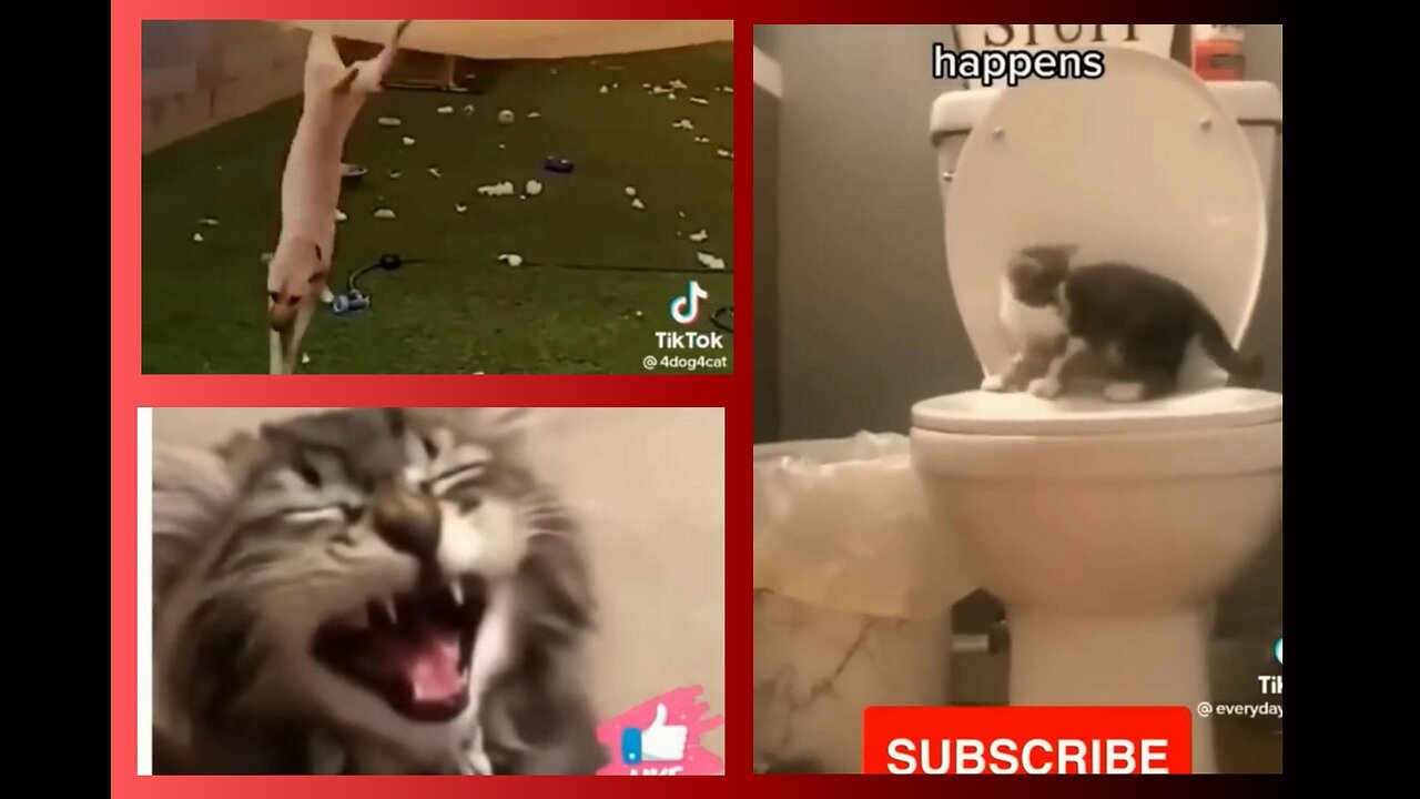 Cute and Funny Animals