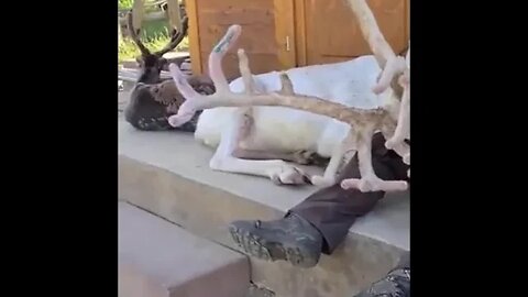 Ever heard a reindeer purr? 😊