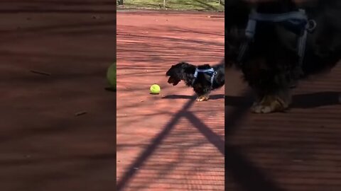 HE LOVES TO PLAY BALL #shorts #explorepage