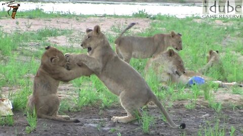 Lion Cubs Play In The Riverbed