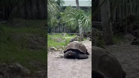 Tired tortoise 🐢 #buschgardens #aldabra #tortoise #lullaby #tortoisevideo #giant #shorts