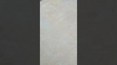 A bunch of dead baby fish