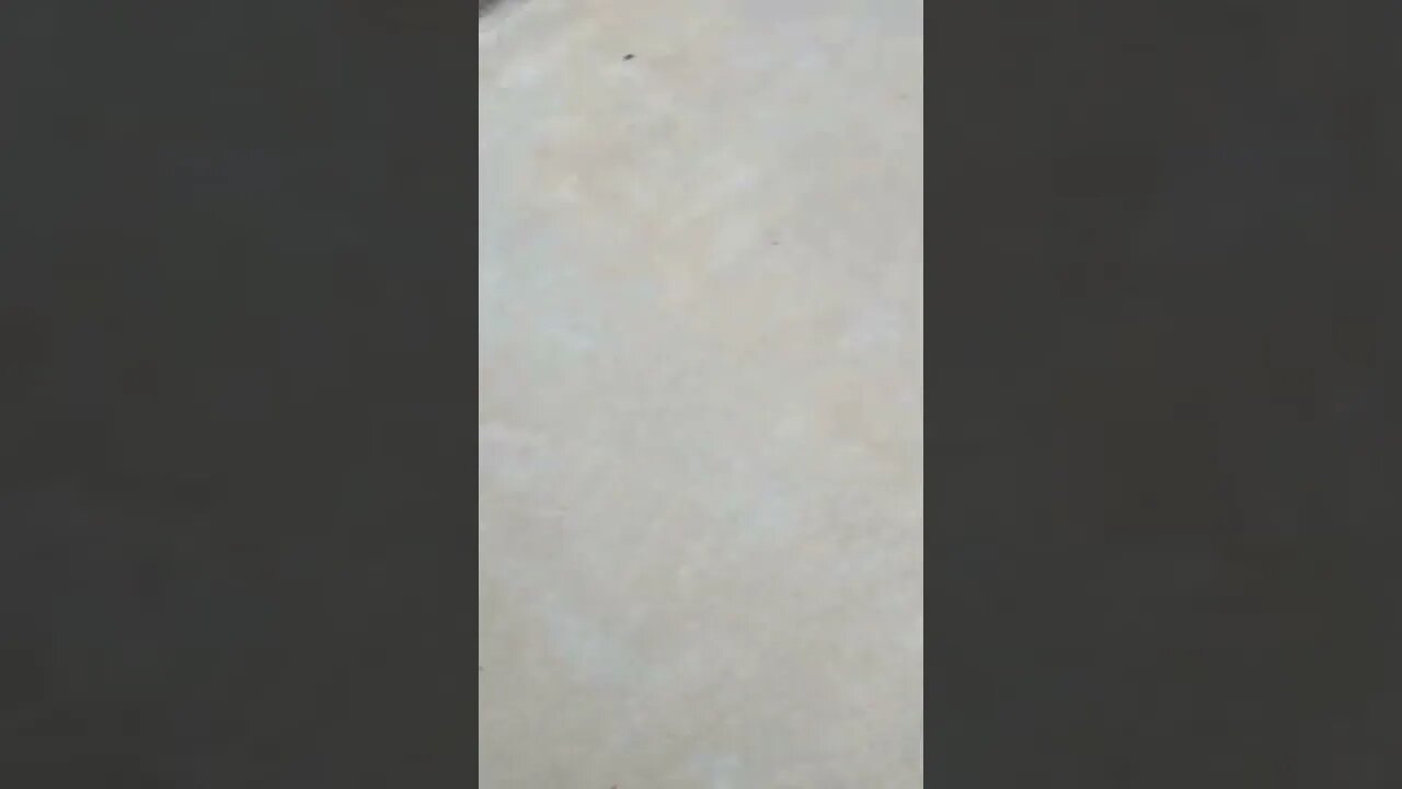 A bunch of dead baby fish