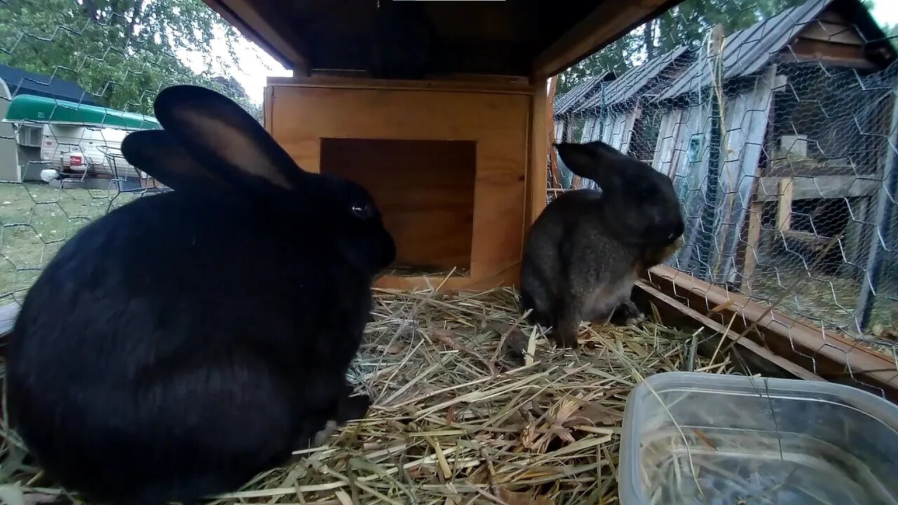 Young Rabbits Cleaning themselves, private moments