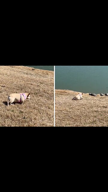 Stealthy Frenchie Stalks "Unsuspecting" Turtles