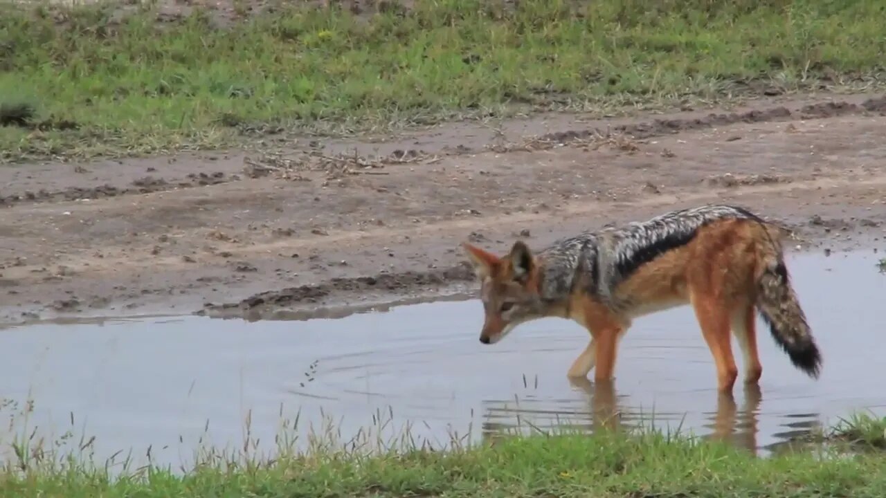 Jackal drinking water smooth