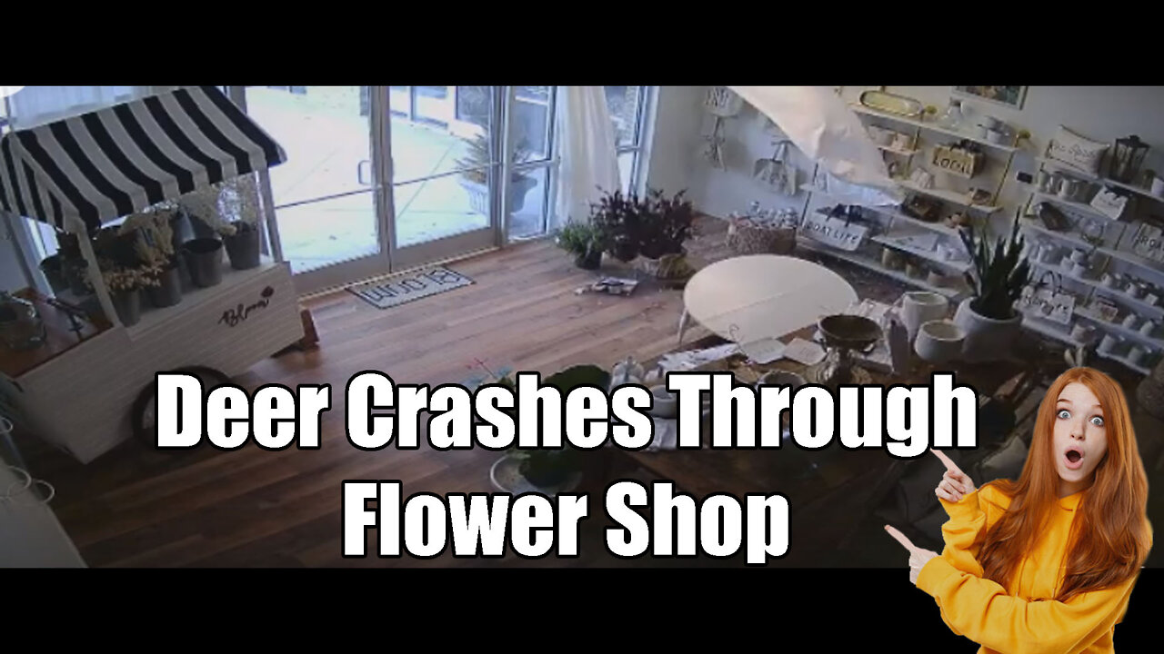 Alabama Deer🦌 crashes through Flower🌺 shop