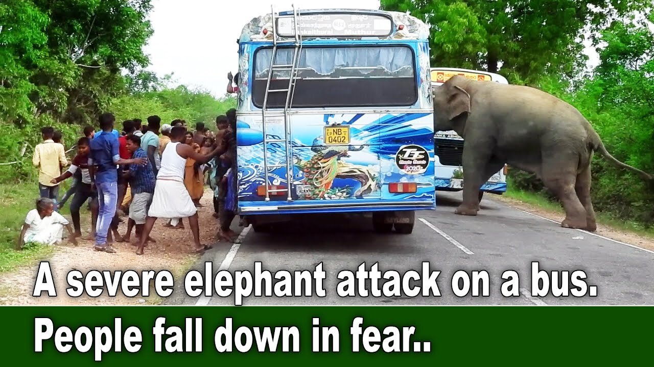 A severe elephant attack on a bus. People fall down in fear ...