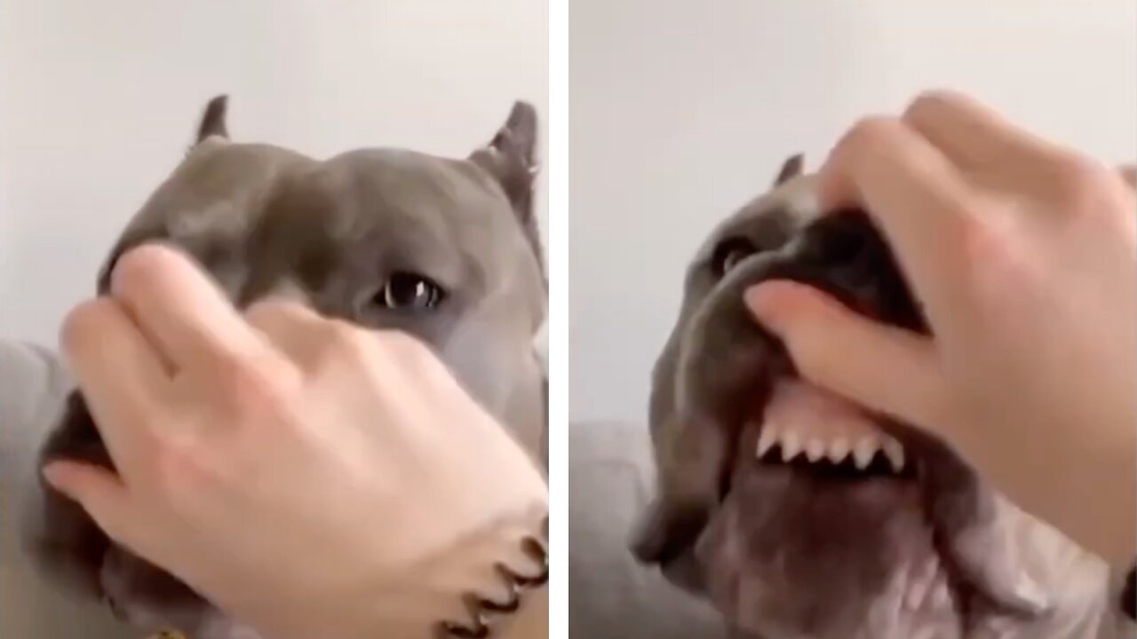 Dog Is Making Squishy Sounds On Pressing