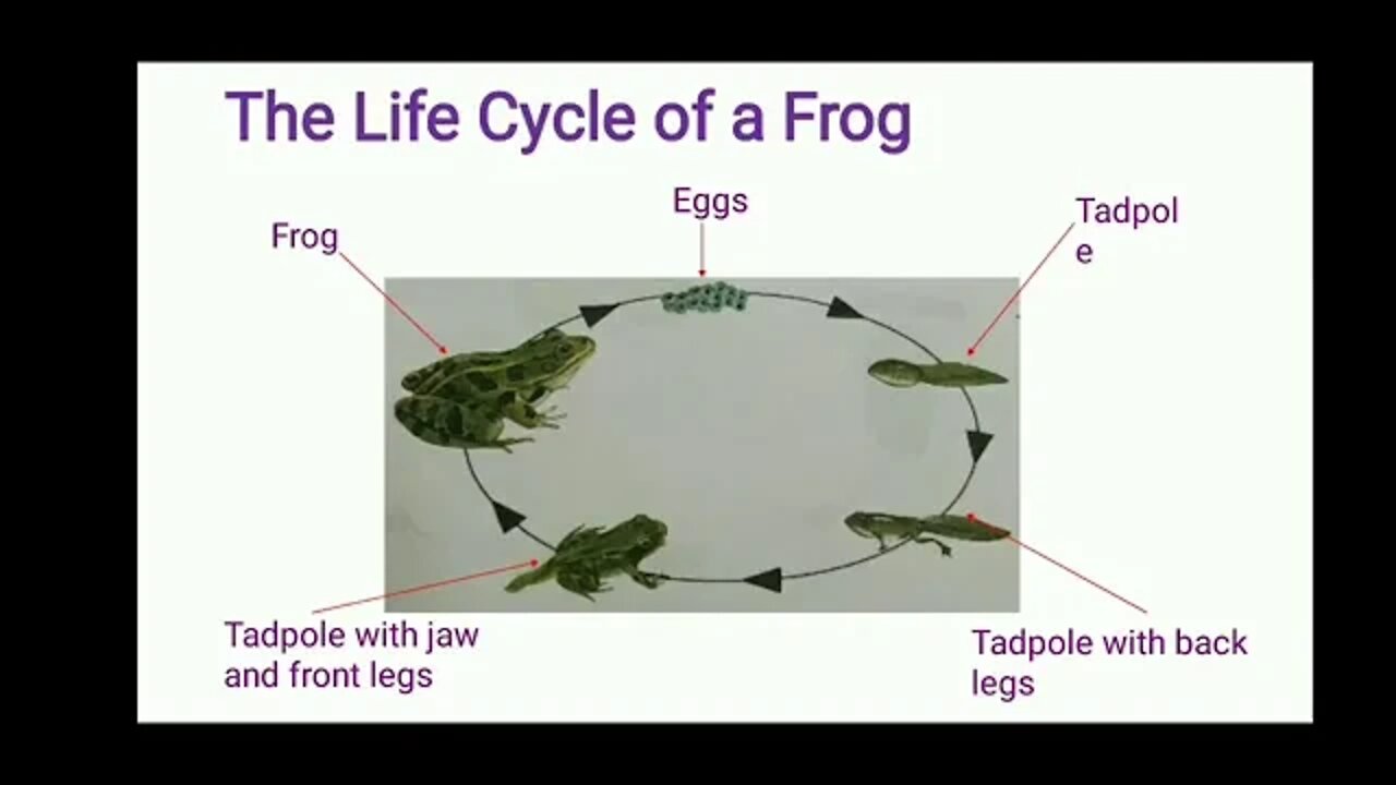 CLASS 3 SCIENCE UNIT 4 PART 1