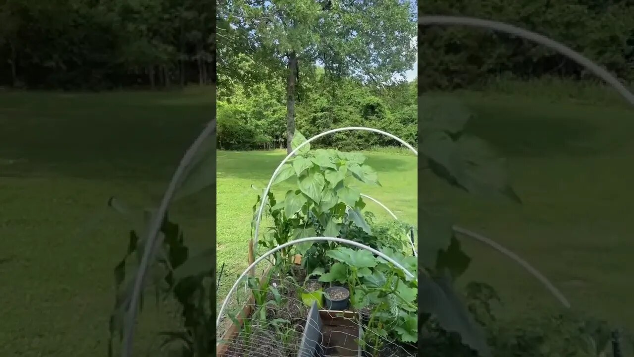 No-po