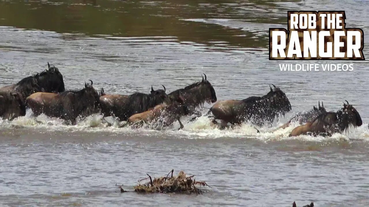 Great Migration Wildebeest Crossing | Maasai Mara, Kenya | Zebra Plains