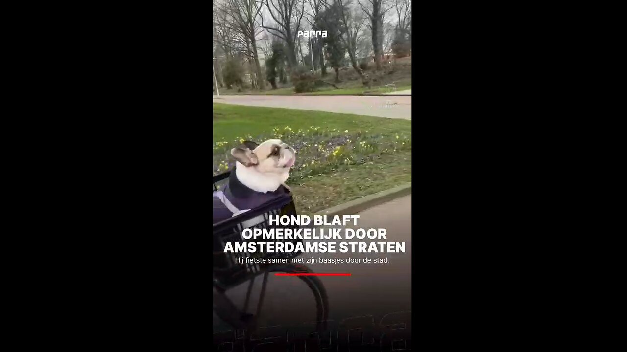 Dog barks remarkably through the streets of Amsterdam