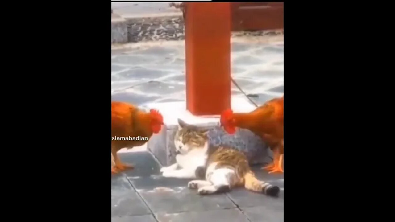 Cat funny reaction 😆 🤣