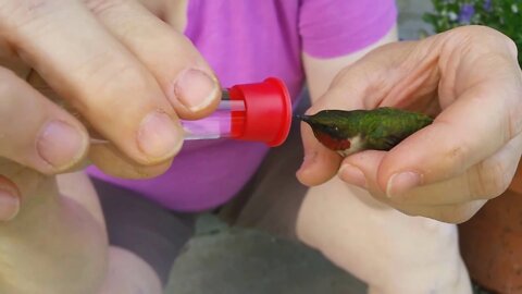 Successful rescue of a male ruby-throated hummingbird!