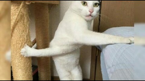 Funny animal videos 2023 - Funny cats/dogs - Funny animals - Haypyy Pett