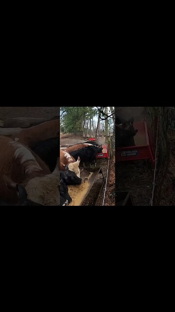 Just feedin’! #farm #ranch #cattle #farmlife #ranchlife #cowboys #hay #feedingcattle #cow #cowboy